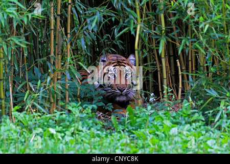 Sumatran tiger (Panthera tigris sumatrae), looking out of bamboo grove, portrait Stock Photo