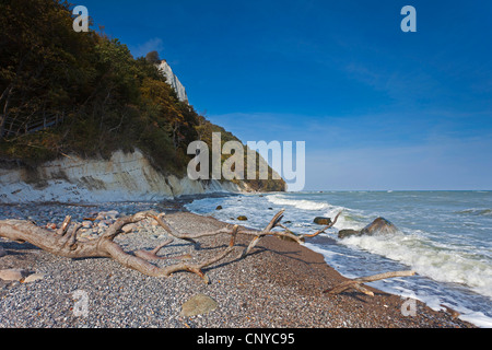 dead branch lying on the beach in front of chalk rocks, Germany, Mecklenburg-Western Pomerania, Ruegen, Stubbenkammer Stock Photo