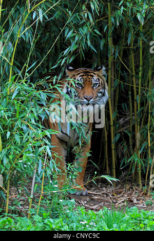 Sumatran tiger (Panthera tigris sumatrae), at the edge of bamboo grove Stock Photo