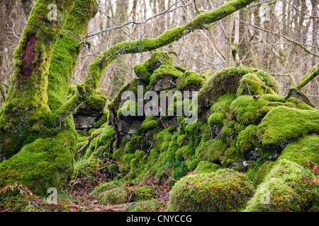Dry Stone Dyke Wall covered in moss at Wood of Cree in Galloway, Scotland Stock Photo