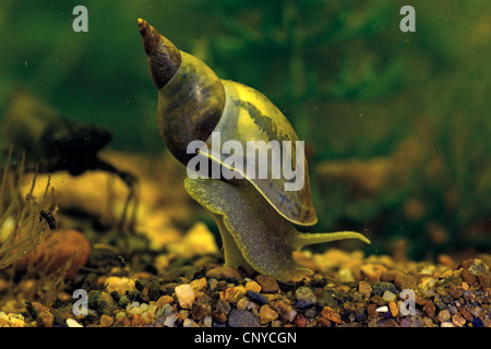 great pond snail (Lymnaea stagnalis), creeping over gravel ground Stock Photo