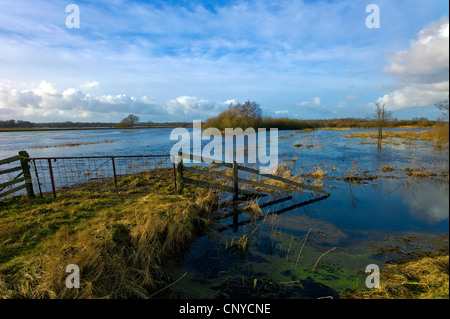 flooded meadows of nature reserve Breites Wasser, Germany, Lower Saxony, Osterholz, Worpswede Stock Photo