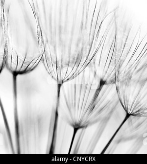 Black and white abstract dandelion flower background, extreme closeup with soft focus Stock Photo