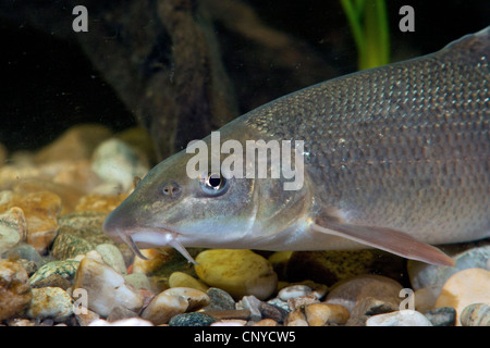 barbel (Barbus barbus), portrait at the pebble ground of a water Stock Photo