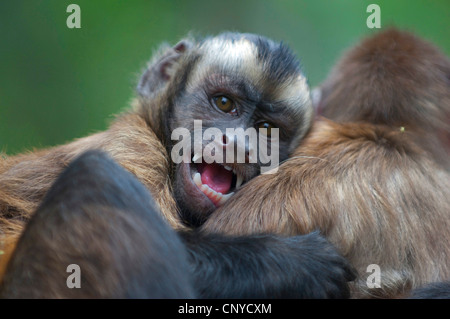 capuchins, ring-tailed monkeys (Cebus spec.), sitting and sticking out ...