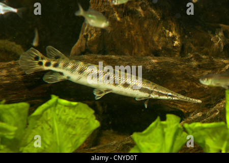 spotted gar (Lepisosteus oculatus), swimming among dead wood Stock Photo
