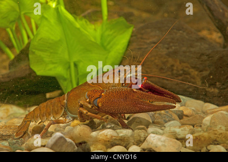 noble crayfish (Astacus astacus), male on pebble ground Stock Photo