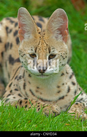 serval (Leptailurus serval, Felis serval), lying in the grass Stock Photo