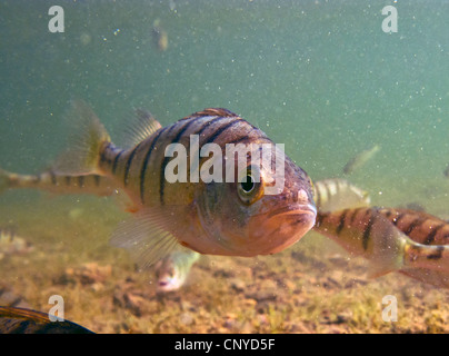 Perch, European perch, Redfin perch (Perca fluviatilis), shoal at a water ground overgrown with charales, Germany, Bavaria, Lake Chiemsee Stock Photo