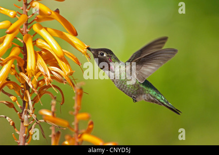 anna's hummingbird (Calypte anna), male feeding on nectar of a flower, USA, California Stock Photo