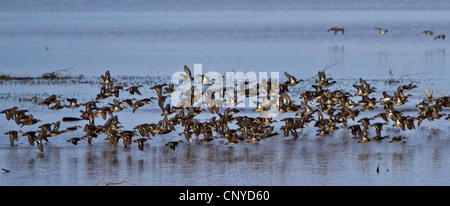 green-winged teal (Anas crecca), flock flying close to the water surface, Germany, Bavaria, Lake Chiemsee Stock Photo