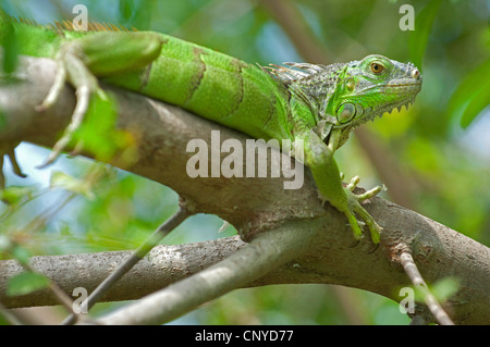 green iguana, common iguana (Iguana iguana), green iguana resting on a tree, USA, Florida Stock Photo