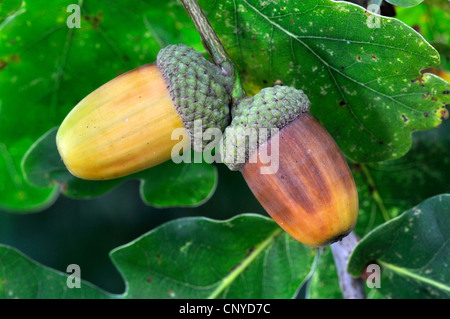 Ripening acorns in autumn. Dorset, UK October 2011 Stock Photo