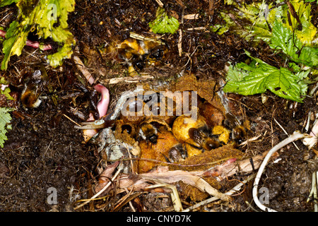 buff-tailed bumble bee (Bombus terrestris), nest with honeycombs, Germany, Bavaria Stock Photo