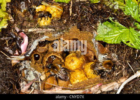 buff-tailed bumble bee (Bombus terrestris), nest with honeycombs, Germany, Bavaria Stock Photo