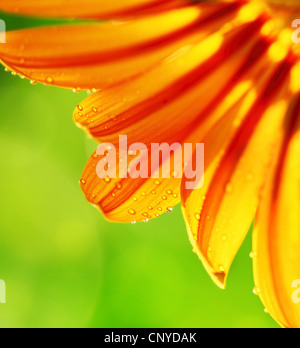 Abstract beautiful flower, colorful floral background , wet yellow petals border, daisy plant with bokeh ,nature macro details Stock Photo