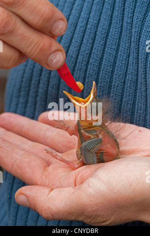 blackbird (Turdus merula), still bald orphaned chicken is sitting in a hand begging and being fed Stock Photo