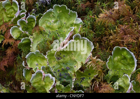 Freckle Pelt Lichen, Spotted Dog Lichen (Peltigera aphthosa, Peltigera aphtosa, Lichen verrucosus, Peltidea aphthosa), Germany Stock Photo