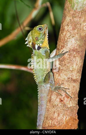 Water Dragon, Boyd's Forest Dragon (Hypsilurus boydii, Gonocephalus boydii), sitting at a trunk, Australia, Queensland, Atherton Tablelands Stock Photo