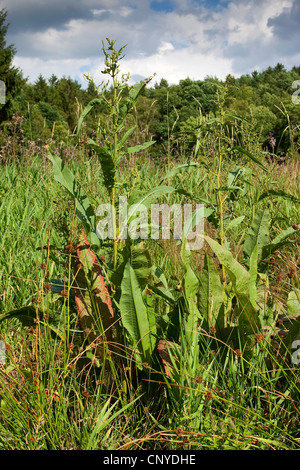 great water dock (Rumex hydrolapathum), growing on the waterfront, Germany Stock Photo