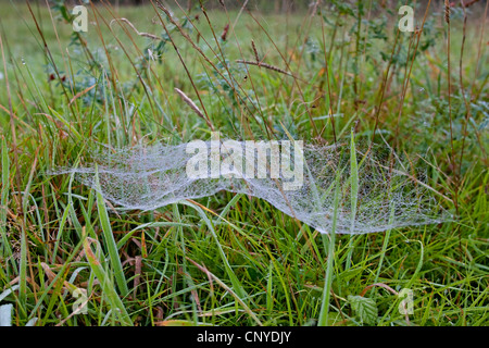 European sheet-web spider, money spider, sheet-web weaver, line-weaving spider, line weaver (Linyphia triangularis), typical net in the shape of a baldachin in a meadow covered with morning dew Stock Photo