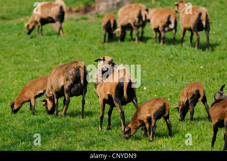 Cameroon, Cameroon sheep (Ovis ammon f. aries), Cameroon sheeps and lambs Stock Photo