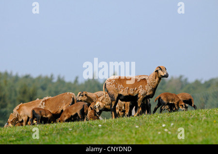 Cameroon, Cameroon sheep (Ovis ammon f. aries), Cameroon sheeps and lambs Stock Photo