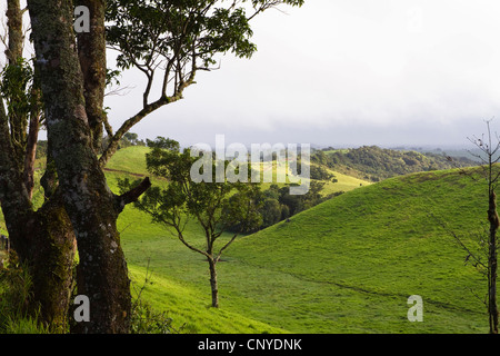 undulating hills of the Atherton Tablelands, Australia, Queensland ...