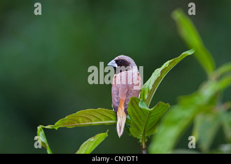 chestnut-breasted mannikin (Lonchura castaneothorax), sitting on a leaf, Australia, Queensland Stock Photo