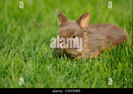 domestic rabbit (Oryctolagus cuniculus f. domestica), Netherland Dwarf loh havanna ying in meadow Stock Photo