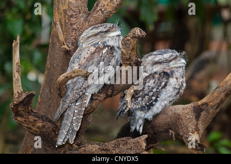 tawny frogmouth (Podargus strigoides), two squeakers on a branch, Australia, Queensland Stock Photo