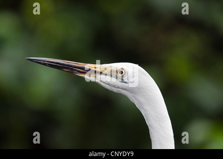 great egret, Great White Egret (Egretta alba, Casmerodius albus, Ardea alba), portrait, Australia, Queensland Stock Photo