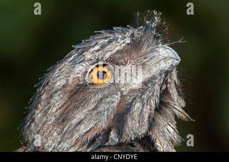 tawny frogmouth (Podargus strigoides), portrait, Australia, Queensland Stock Photo