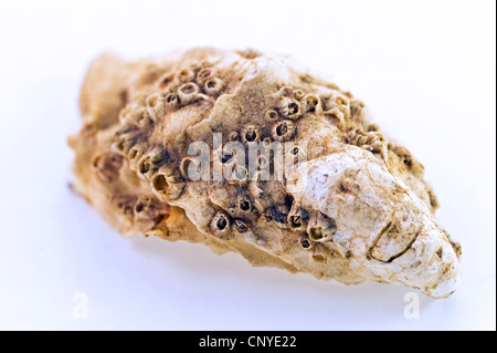 common oyster, flat oyster, European flat oyster (Ostrea edulis), barnacles on seashell Stock Photo