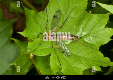 phantom crane fly, Ptychopterid cranefly (Ptychoptera spec.), sitting on a leaf Stock Photo