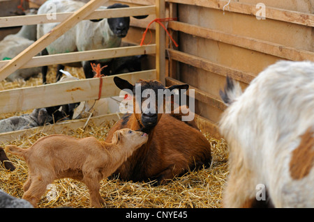 domestic goat (Capra hircus, Capra aegagrus f. hircus), goatling with mother in a stable Stock Photo