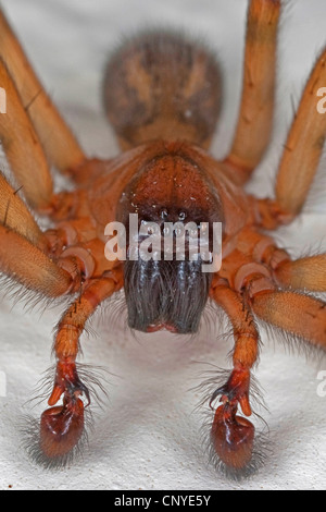 The common spiders of the United States. Spiders. THE CINIFL(3NID