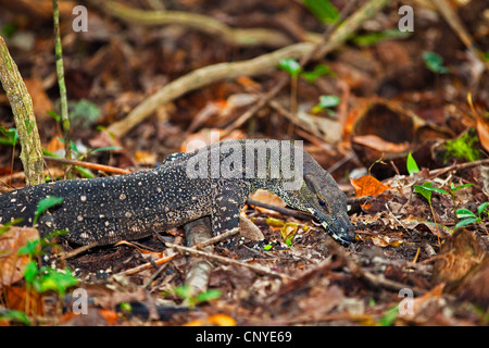 lace monitor, common tree monitor (Varanus varius), portrait, Australia, Queensland, Daintree National Park Stock Photo