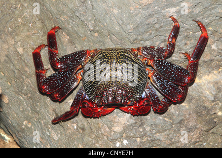 Sally lightfoot crab, mottled shore crab (Grapsus grapsus), clasping to a rock Stock Photo