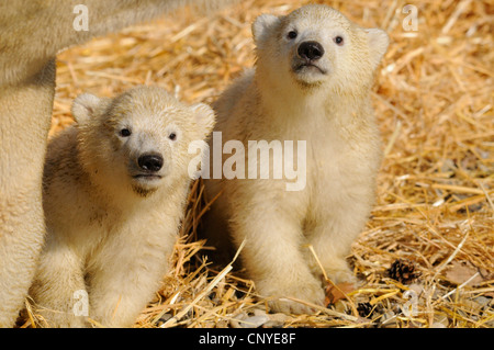 polar bear (Ursus maritimus), pups in straw Stock Photo