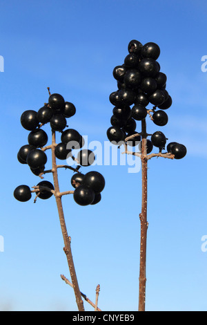 common privet, golden privet, wild privet, prim, European privet (Ligustrum vulgare), ripe fruits on a bush, Germany Stock Photo