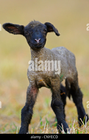 Suffolk (Ovis ammon f. aries), lamb Stock Photo