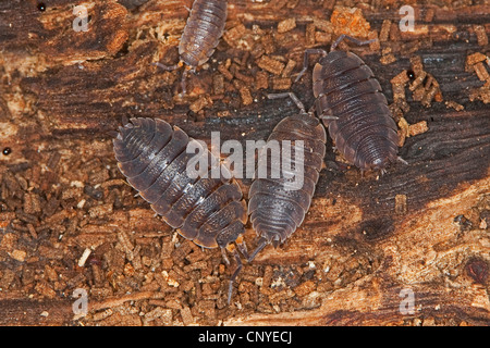 cellar woodlouse, rosy woodlouse, common rough woodlouse, garden woodlouse, slater, scabby sow bug (Porcellio scaber, Androniscus dentiger), several animals on dead wood, Germany Stock Photo