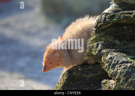 Indian Gray Mongoose, Common Grey Mongoose  (Herpestes edwardsii), looking down from a rock Stock Photo