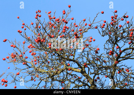 hawthorn, white thorn, hawthorns (Crataegus spec.), fruiting, Germany Stock Photo
