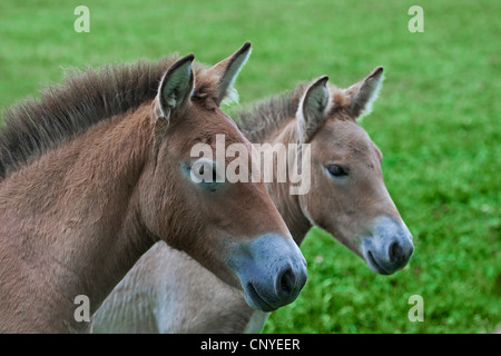 Przewalski's horse (Equus przewalski), lateral portrait of two foals side by side in a meadow Stock Photo