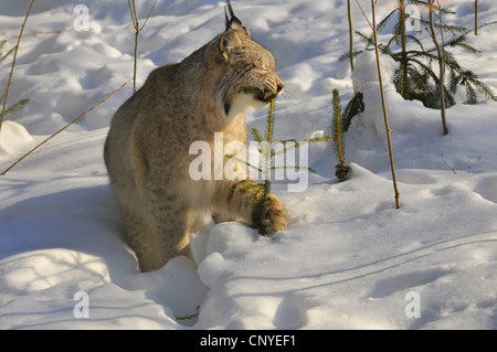 Eurasian lynx (Lynx lynx), sitting in snow nibbling a young spruce, Germany Stock Photo