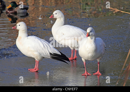 Ross's goose (Anser rossii, Chen rossii), three birds standing at a muddy sea shore Stock Photo