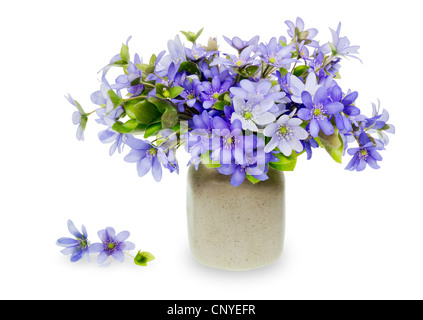 A bouquet of first blue wild spring flowers gathered in the forest after the rain Stock Photo