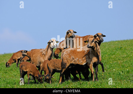 Cameroon, Cameroon sheep (Ovis ammon f. aries), Cameroon sheps and lambs on a pasture Stock Photo